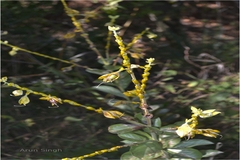 Crotalaria pulchra